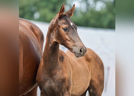 Westphalian, Mare, Foal (05/2024), Bay-Dark