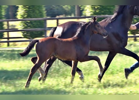 Westphalian, Mare, Foal (04/2026), Bay-Dark