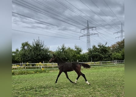 Westphalian, Mare, Foal (05/2025), Bay-Dark
