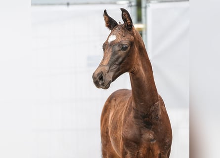 Westphalian, Mare, Foal (06/2024), Bay-Dark