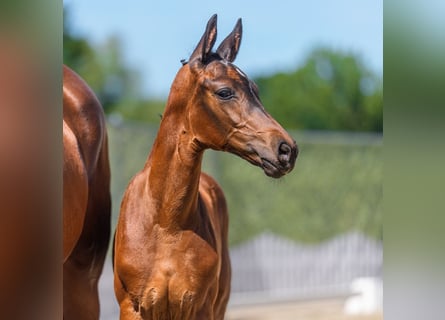 Westphalian, Mare, Foal (06/2026), Bay-Dark