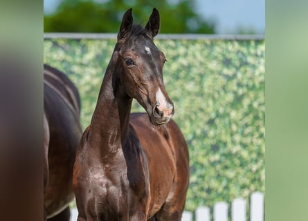 Westphalian, Mare, Foal (03/2026), Bay-Dark