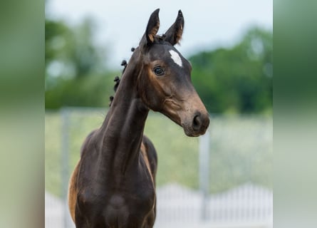 Westphalian, Mare, Foal (03/2026), Bay-Dark