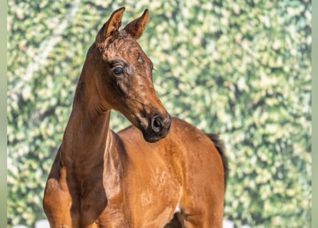 Westphalian, Mare, , Bay-Dark