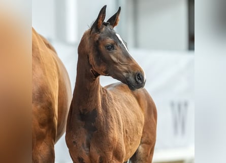 Westphalian, Mare, Foal (04/2024), Bay-Dark