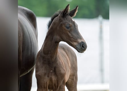 Westphalian, Mare, Foal (05/2024), Bay-Dark