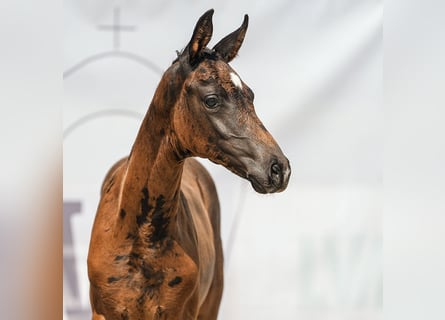 Westphalian, Mare, Foal (06/2024), Bay-Dark