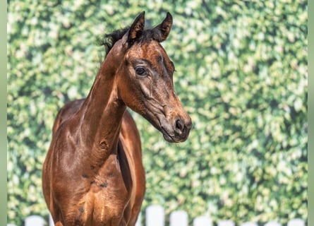 Westphalian, Mare, , Bay-Dark