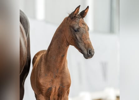 Westphalian, Mare, Foal (05/2024), Bay-Dark