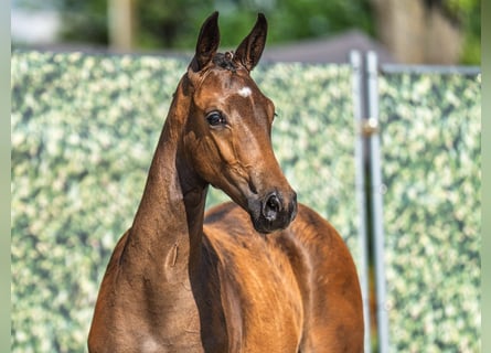 Westphalian, Mare, , Bay-Dark