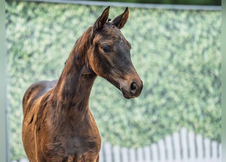 Westphalian, Mare, , Bay-Dark