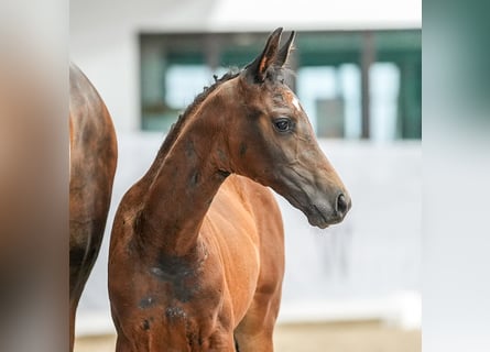 Westphalian, Mare, Foal (04/2024), Bay-Dark