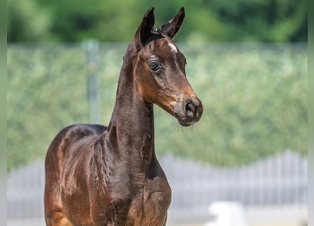Westphalian, Mare, , Bay-Dark