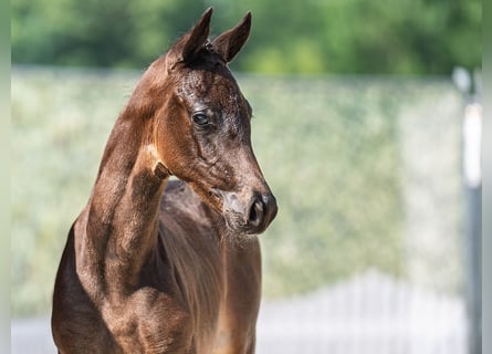 Westphalian, Mare, , Bay-Dark