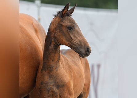 Westphalian, Mare, Foal (06/2024), Bay-Dark