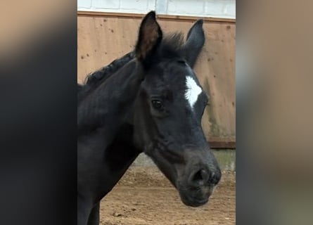 Westphalian, Mare, Foal (05/2026), Bay-Dark