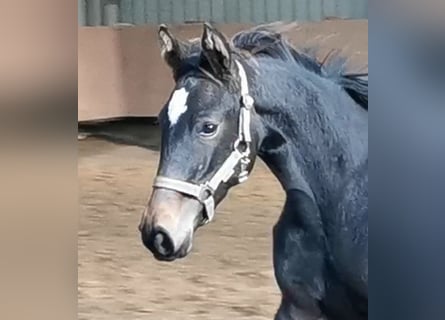 Westphalian, Mare, Foal (04/2023), Bay-Dark