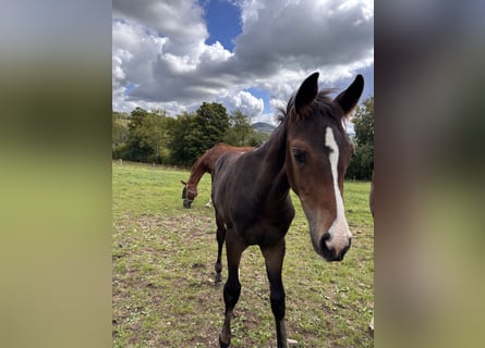 Westphalian, Mare, Foal (01/2025), Bay-Dark