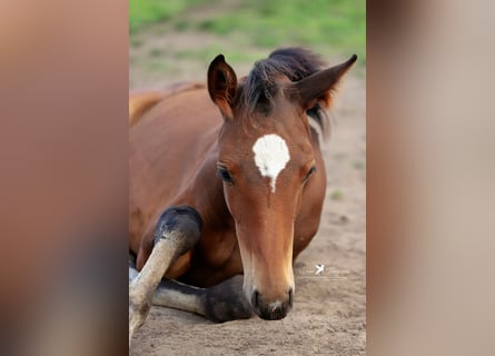 Westphalian, Mare, Foal (06/2024), Bay-Dark