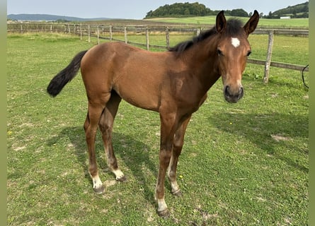 Westphalian, Mare, Foal (05/2025), Bay-Dark