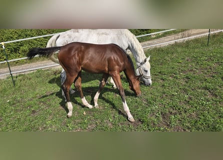 Westphalian, Mare, Foal (05/2026), Bay-Dark
