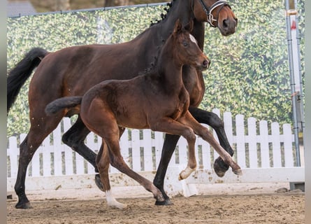 Westphalian, Mare, Foal (02/2026), Bay-Dark