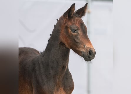 Westphalian, Mare, Foal (05/2024), Bay-Dark