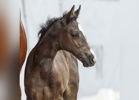 Westphalian, Mare, Foal (06/2024), Bay-Dark