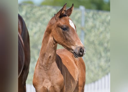 Westphalian, Mare, , Bay-Dark