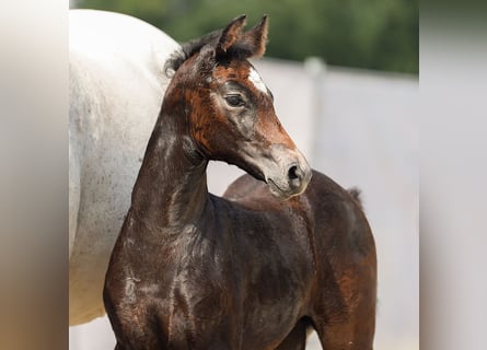 Westphalian, Mare, Foal (07/2024), Bay-Dark