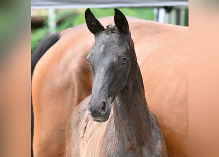 Westphalian, Mare, Foal (05/2024), Black