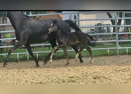 Westphalian, Mare, Foal (03/2026), Black