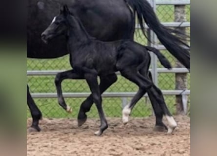 Westphalian, Mare, Foal (03/2026), Black