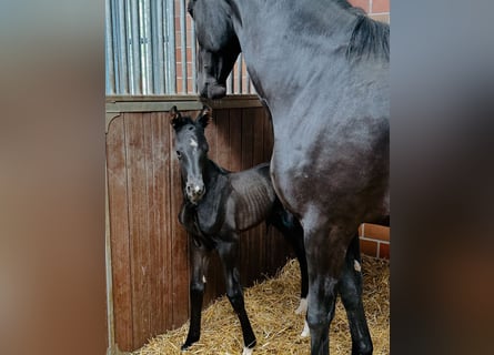 Westphalian, Mare, Foal (05/2025), Black
