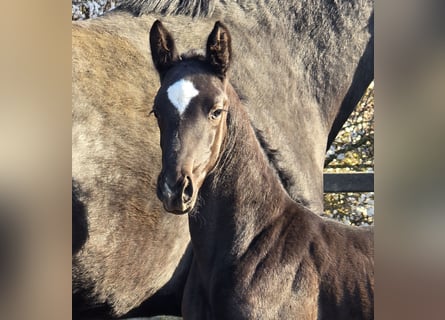 Westphalian, Mare, Foal (02/2026), Black