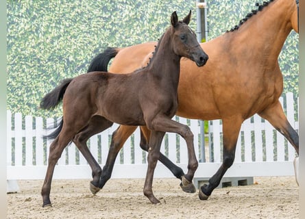 Westphalian, Mare, Foal (03/2026), Black