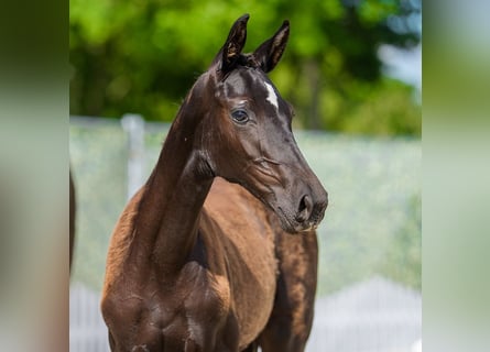 Westphalian, Mare, Foal (03/2026), Black