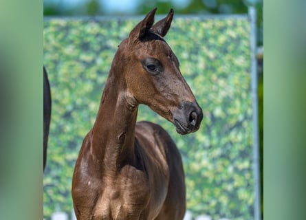 Westphalian, Mare, Foal (06/2026), Black