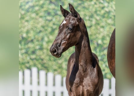 Westphalian, Mare, Foal (05/2026), Black