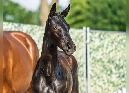Westphalian, Mare, , Black