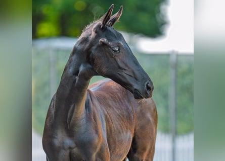Westphalian, Mare, Foal (06/2025), Black