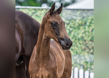 Westphalian, Mare, Foal (07/2025), Black