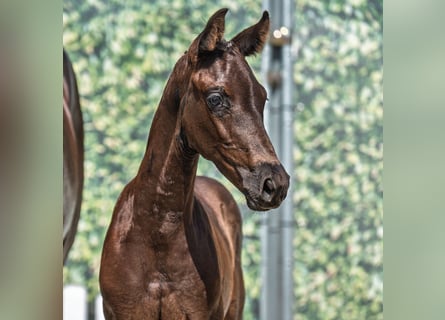 Westphalian, Mare, Foal (06/2025), Black