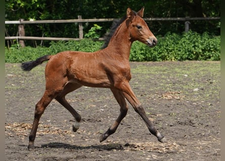 Westphalian, Mare, , Brown