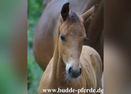 Westphalian, Mare, Foal (04/2026), Brown
