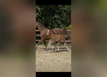 Westphalian, Mare, , Brown