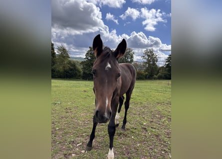 Westphalian, Mare, Foal (05/2025), Brown