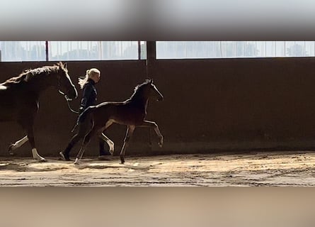 Westphalian, Mare, , Brown