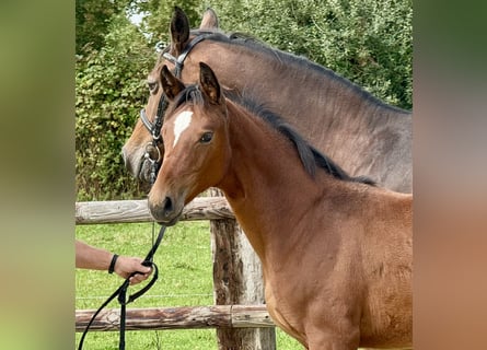 Westphalian, Mare, Foal (04/2025), Brown