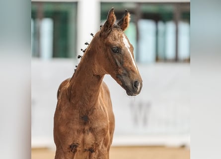 Westphalian, Mare, Foal (05/2024), Brown